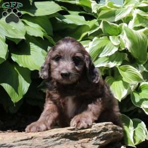 Mitch, Irish Doodle Puppy